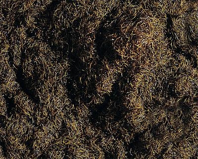 Skogsbrunt gräs H0/N 35 gram