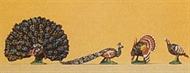 Påfåglar och kalkoner